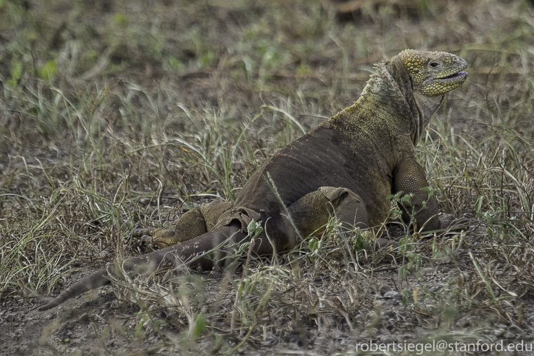 galapagos